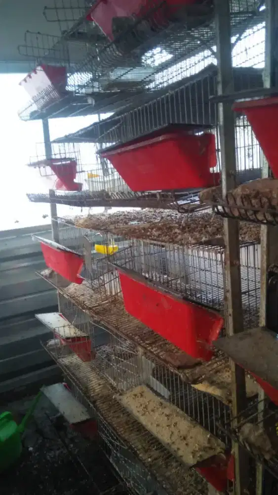 Jual kandang puyuh (Nego)