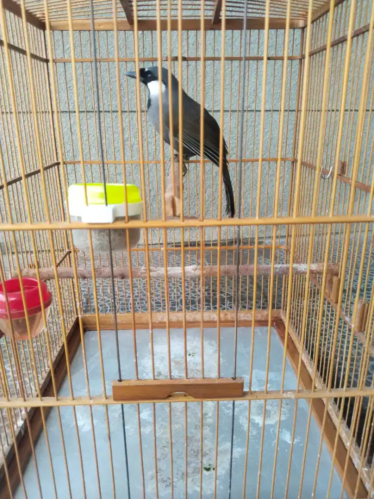 Poksay Jantan Mulus Rajin Bunyi