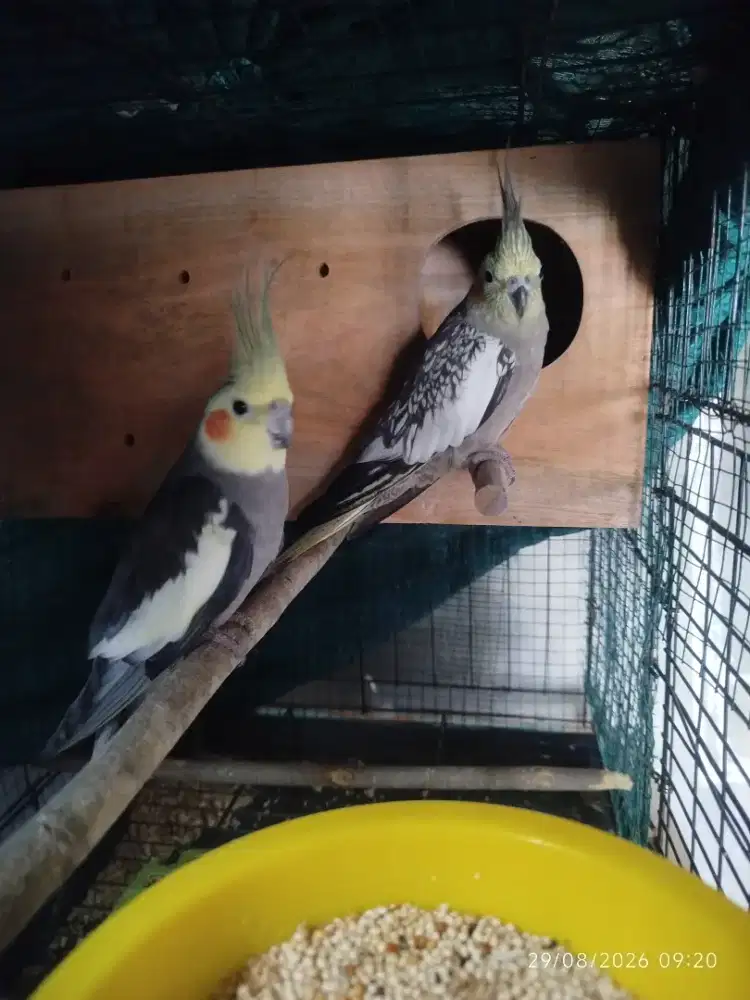 Burung Falk sepasang fullset