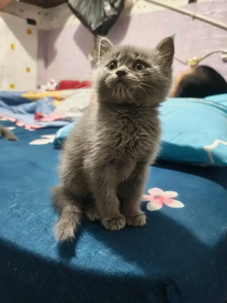Anak kucing kitten Bsh mix Scotish jantan abu2