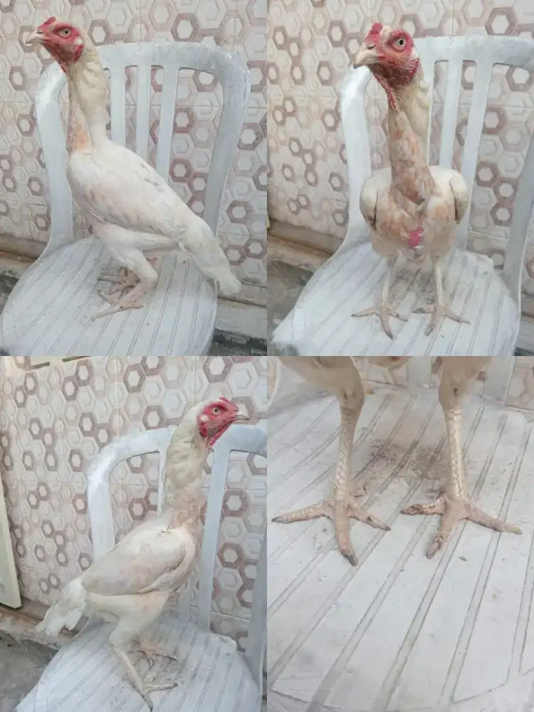 Ayam bangkok tembus putih mata kaki paruh
