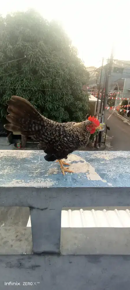 Ayam serama malaysia ori