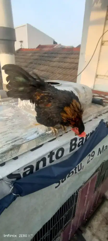 Ayam serama malaysia