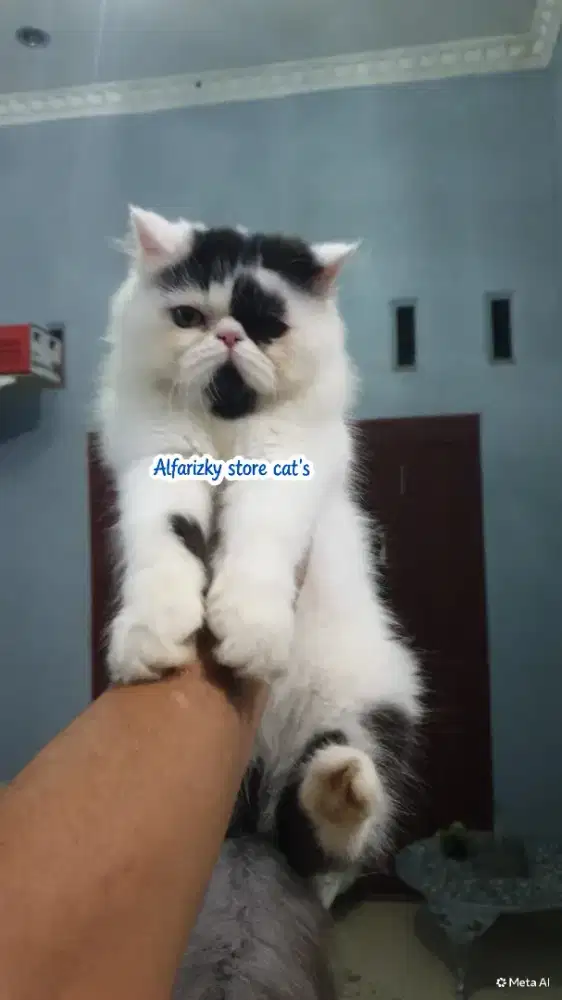 Kucing peaknose longhair