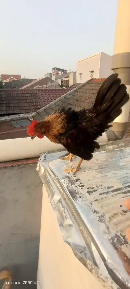 Ayam serama malaysia