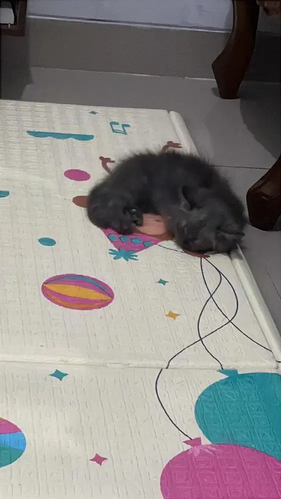 Kucing persia sehat walafiat