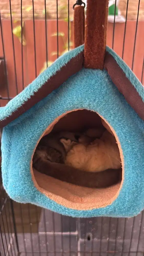 SUGAR GLIDER CLASIC GRAY & LEUCISTIC