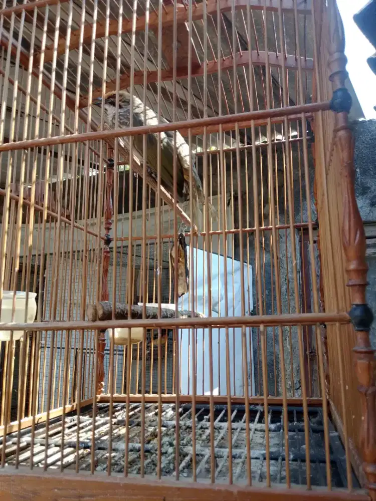 Burung cocak rowo minus