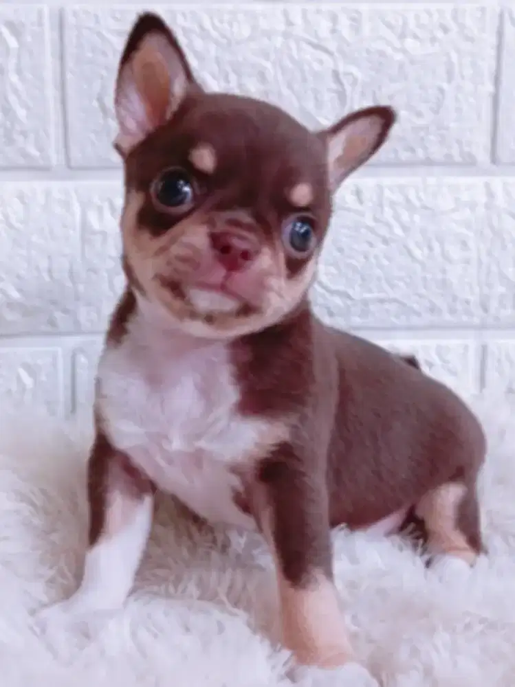 Jual Chihuahua Jantan