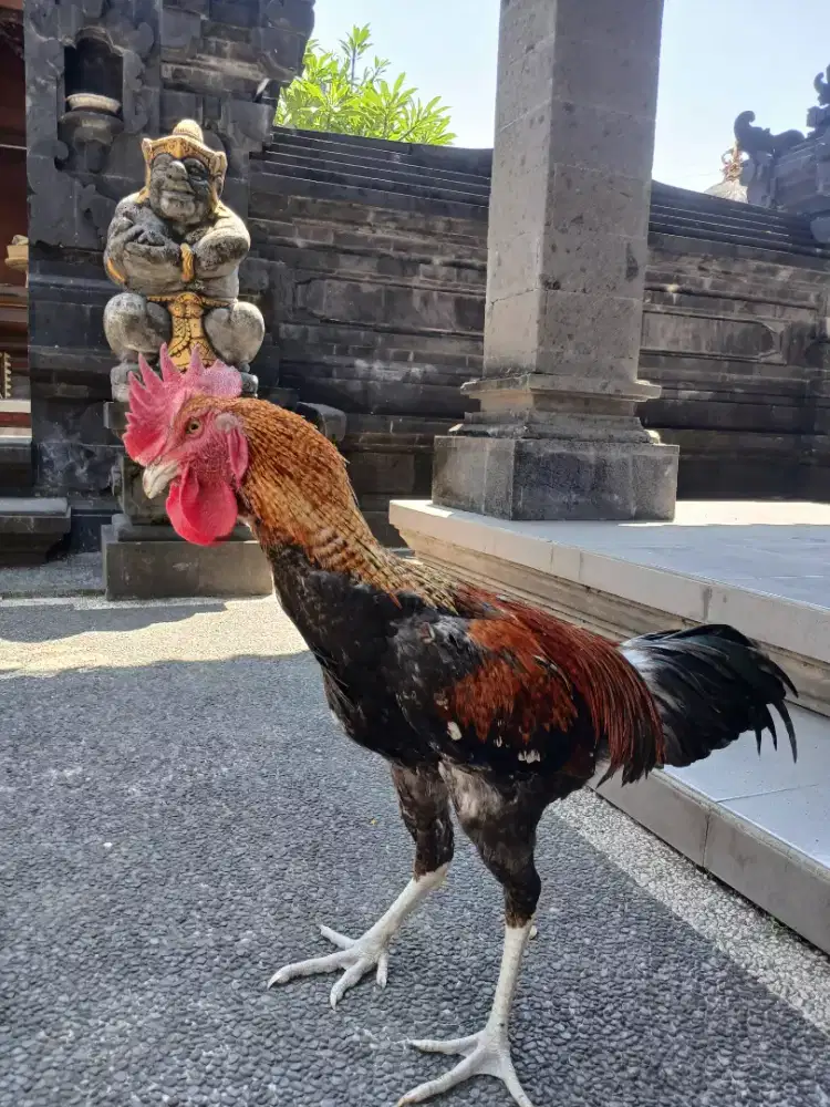 Jual ayam pelung buik