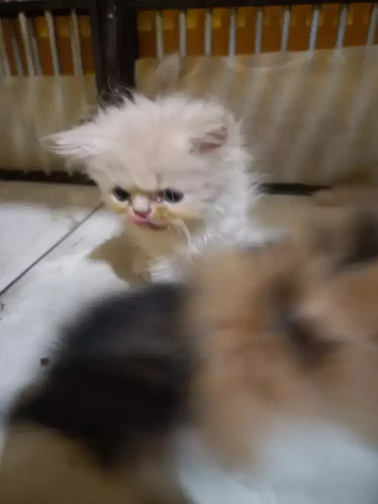 Adopsi Kucing Persia Merakyat