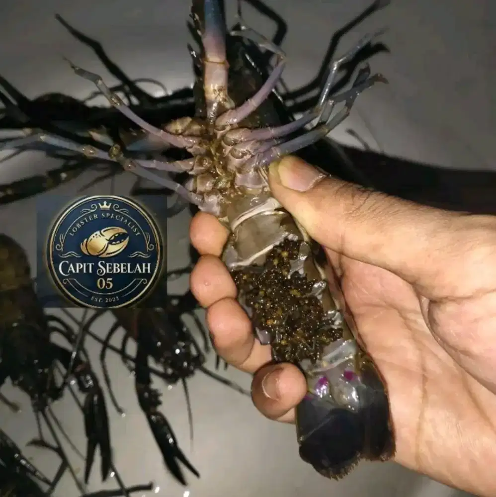 Lobster air tawar indukan gendong telur super Grade A++