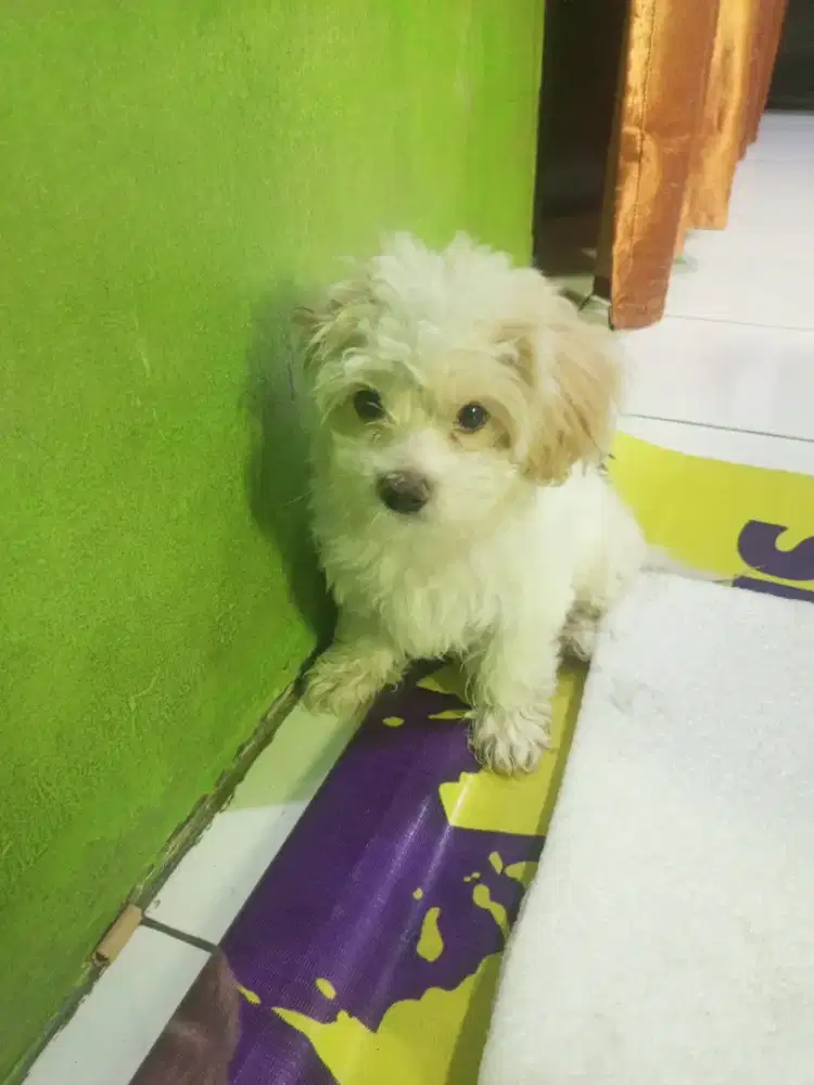 Anjing pudel bulu antik