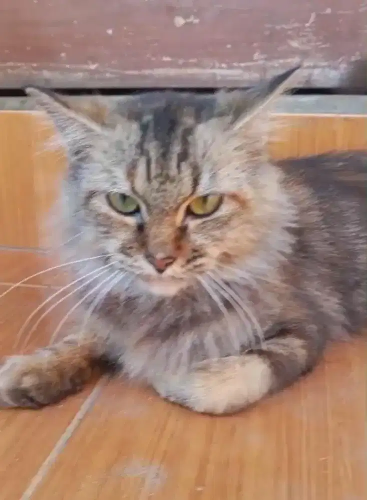 OPEN ADOPSI KUCING PERSIA FREE KANDANG