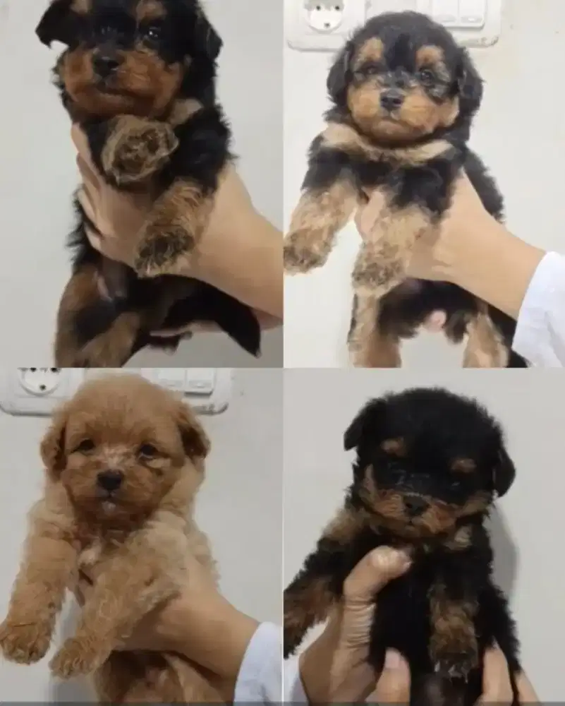 Anak anjing ras