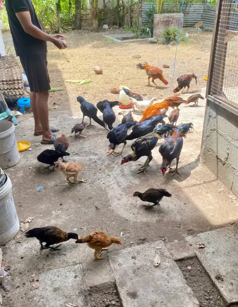 Ayam Siam BK indukan mangon