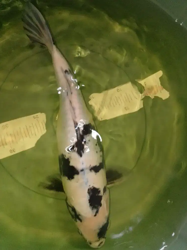 Ikan koi jenis Shiro Doitsu 40cm female