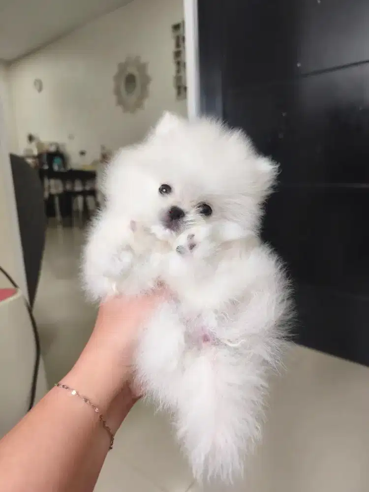 Superminipom Jantan