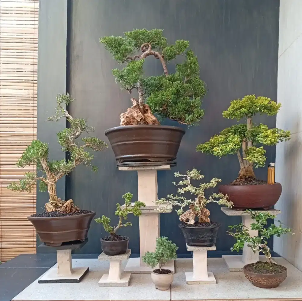 Borong murah bonsai cantik siap pajang