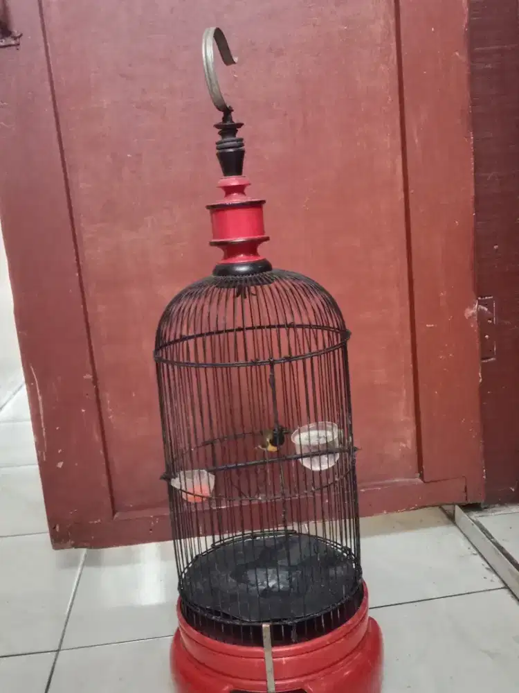 Burung kicauan kecil gacor rumahan plus kandang