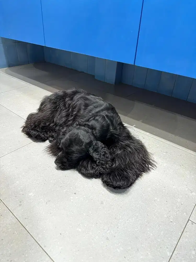 Di cari kennel boy / pengurus anjing
