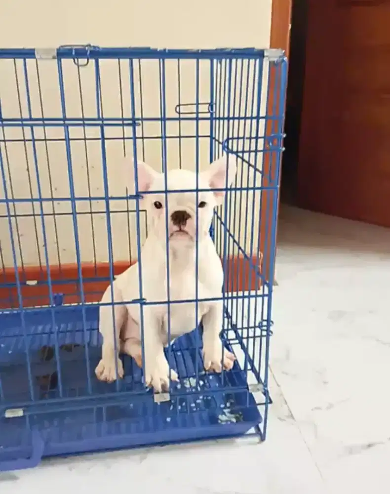 French bulldog/ frenchie BETINA ALL WHITE STB