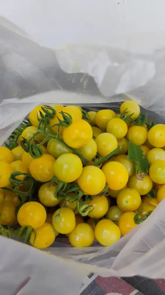 Tomat Ceri Kuning