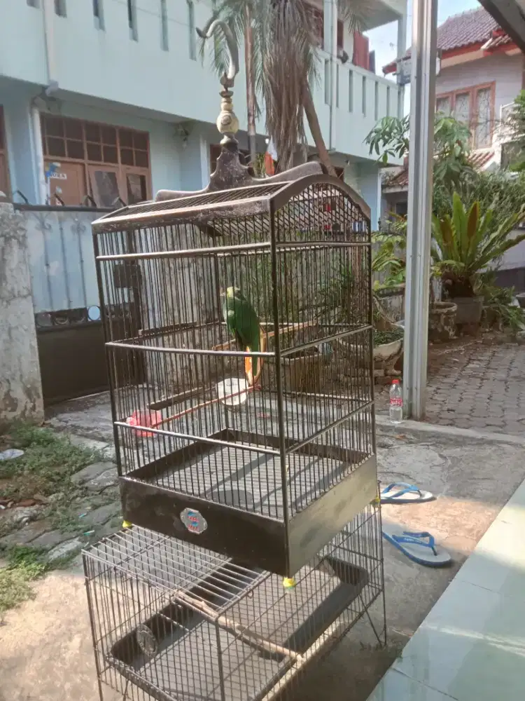 Burung Jawa timur gacor