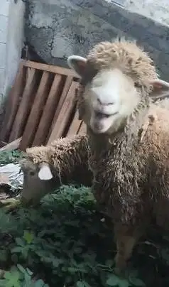 3 ekor indukan domba betina cross merino texel laktasi 1 siap budidaya