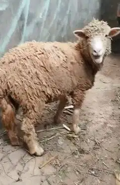 3 ekor indukan domba betina cross merino texel laktasi siap ternak top