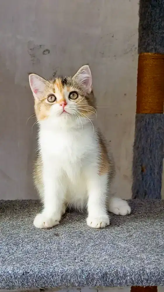 Kitten BSH mixbreed