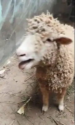 3 ekor indukan domba betina cross merino texel laktasi 1 siap ternak