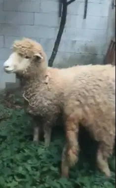 3 ekor indukan domba betina cross merino texel laktasi 1 siap kawin ok