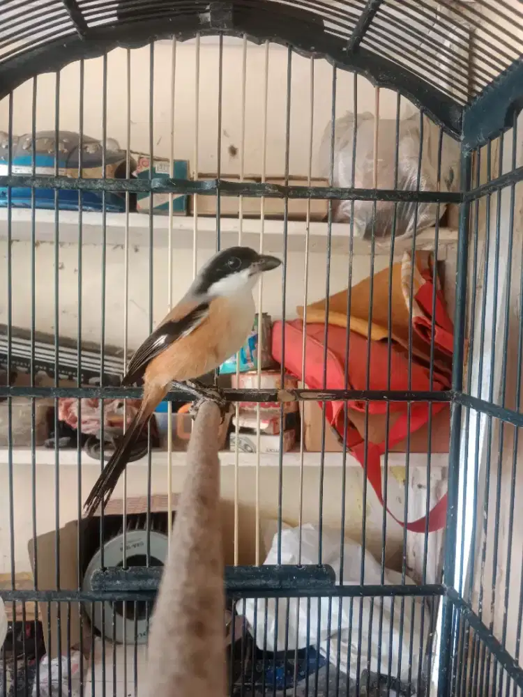Jual burung aja cendet jantan