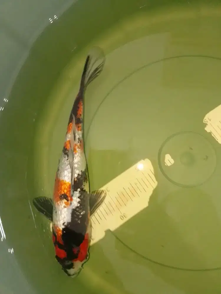 Ikan koi jenis Showa GINRIN 30cm Bagus Warna Strong