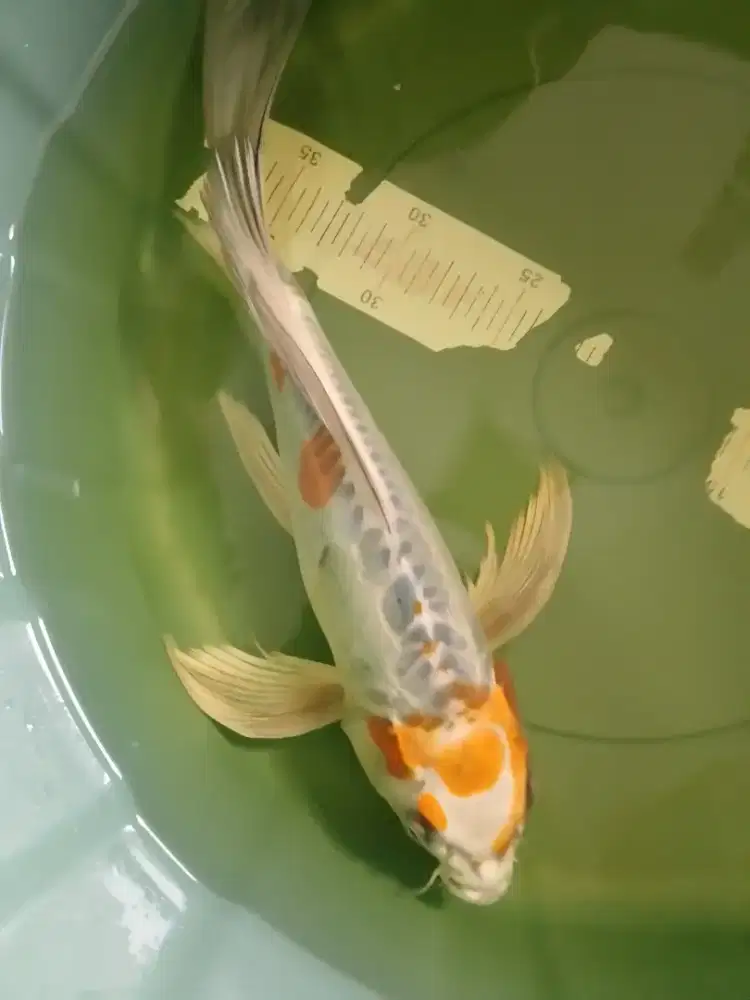 Ikan koi jenis Slayer Kikokuryu 37cm bagus antik