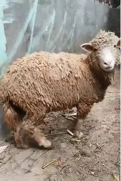 3 ekor indukan domba betina cross merino texel laktasi 1 siap budidaya