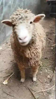 3 ekor indukan domba betina cross merino texel laktasi 1 siap budidaya