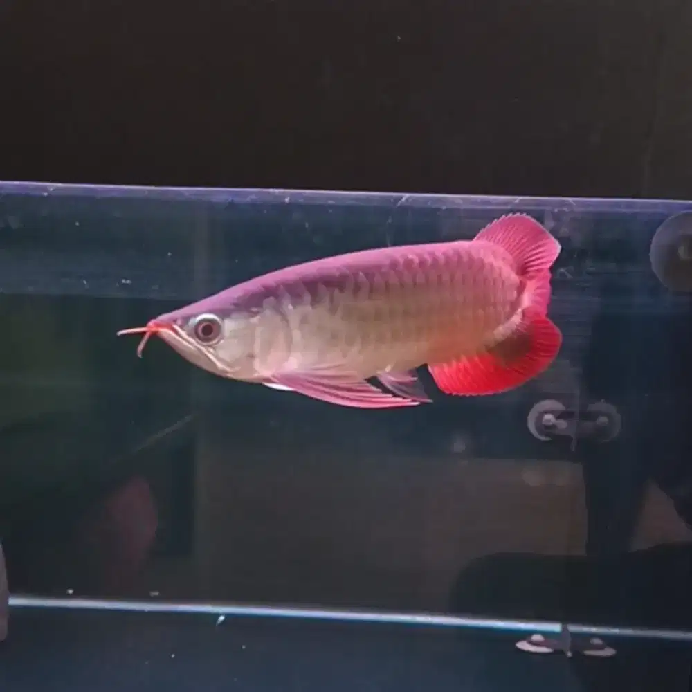 Arwana Super Red Anakan -+25cm Bersertifikat