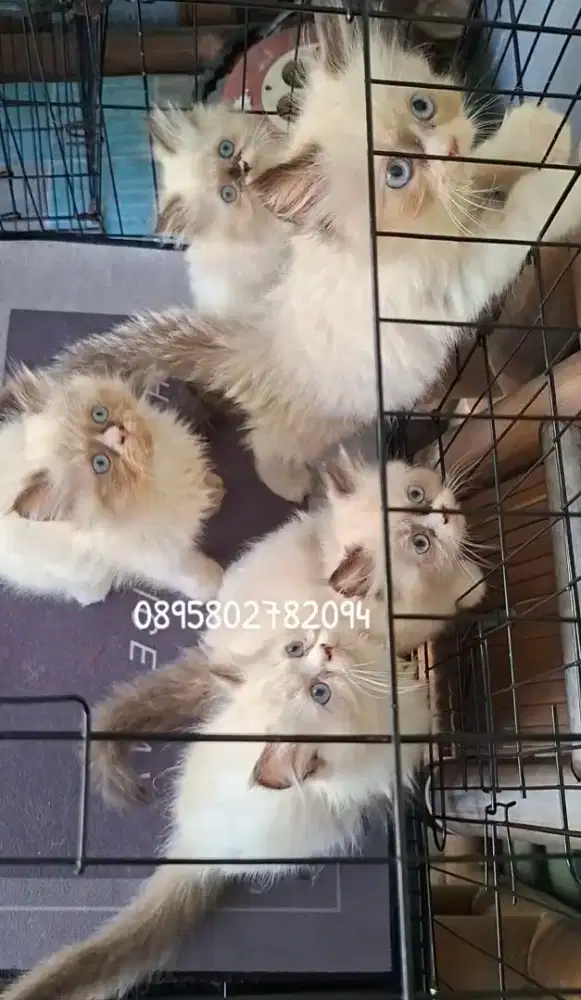 Anak kucing ragdol/kitten ragdol jantan /kucing ragdol betina