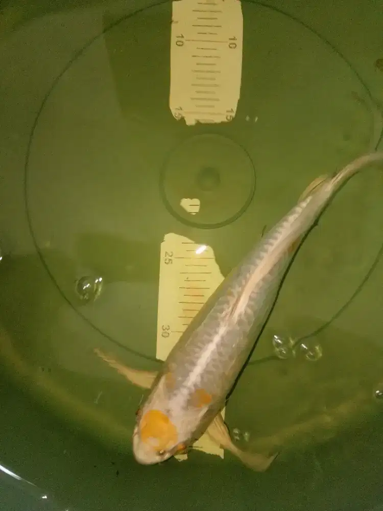 Ikan koi jenis Slayer Hariwake 33cm