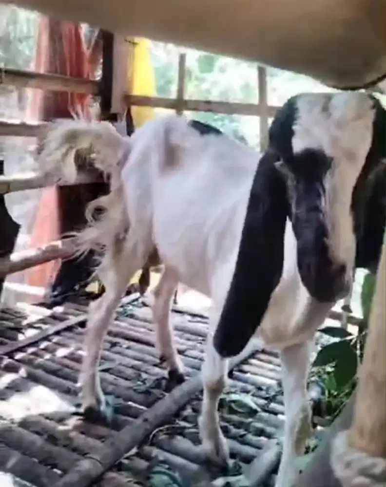 Kambing betina randu 1.5 tahun