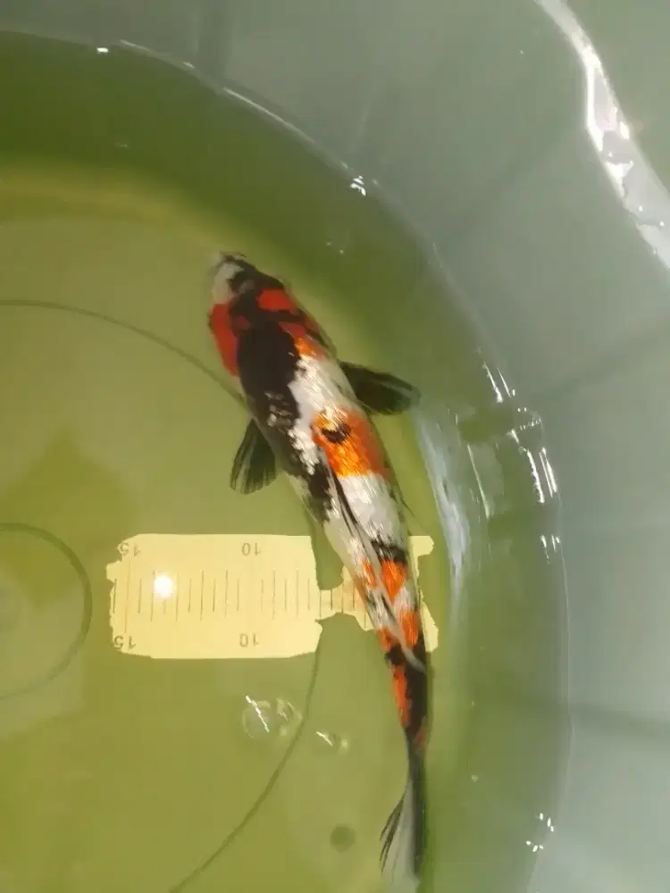 Ikan koi jenis Showa GINRIN 30cm