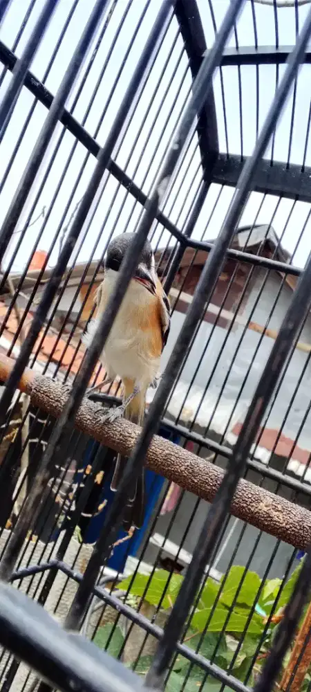 Pentet sembur mulus abis mabung dah mulai bunyi fs