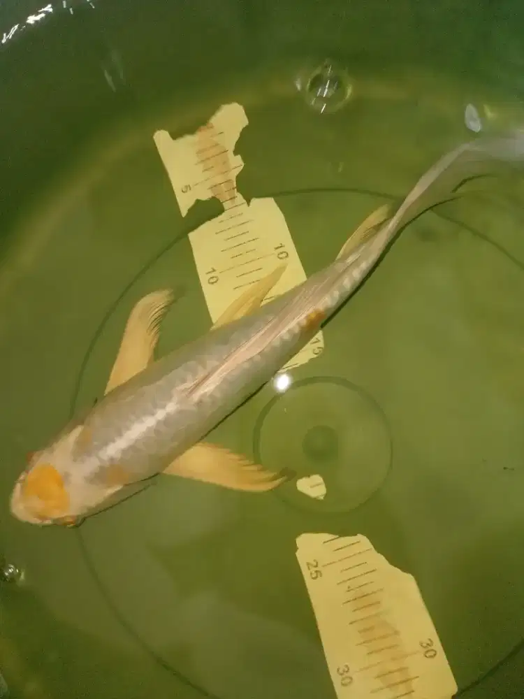 Ikan koi jenis Slayer Hariwake 33cm