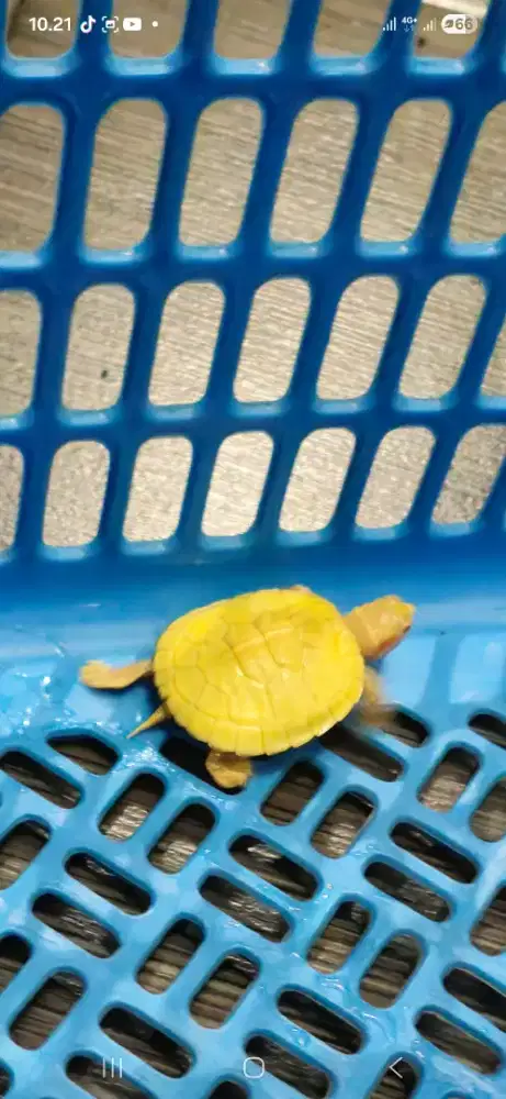 Kura kura kuning resbino