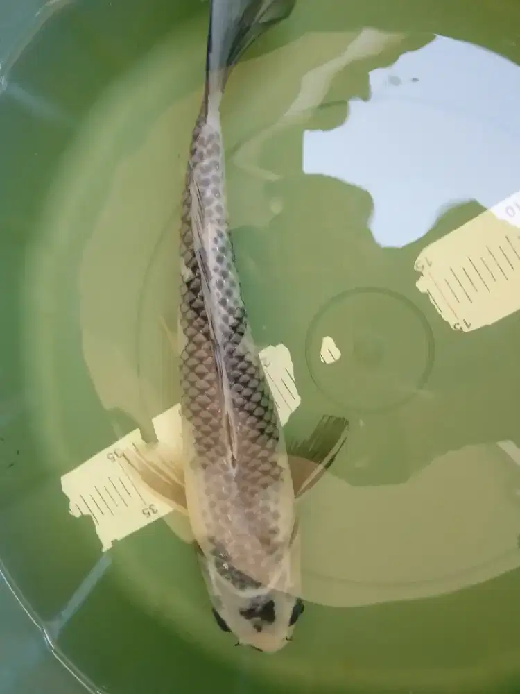 Ikan koi jenis Kage Shiro 37cm