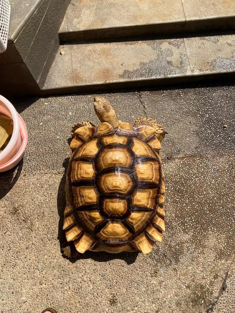Kura kura sulcata jantan 60 cm