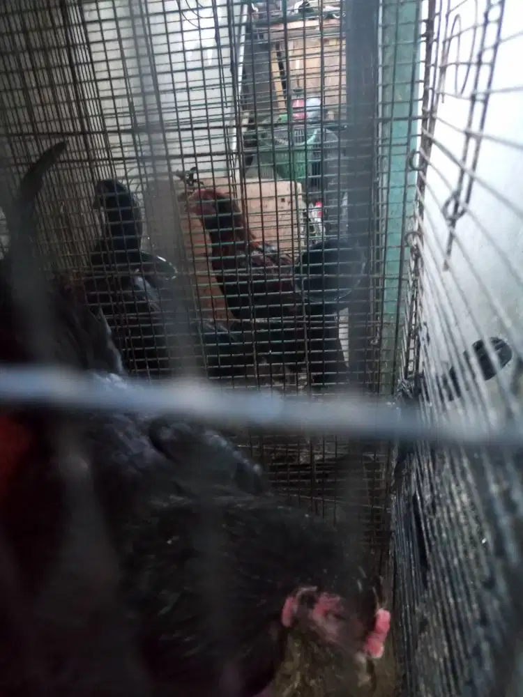Ayam bangkok cewek an65rb aja