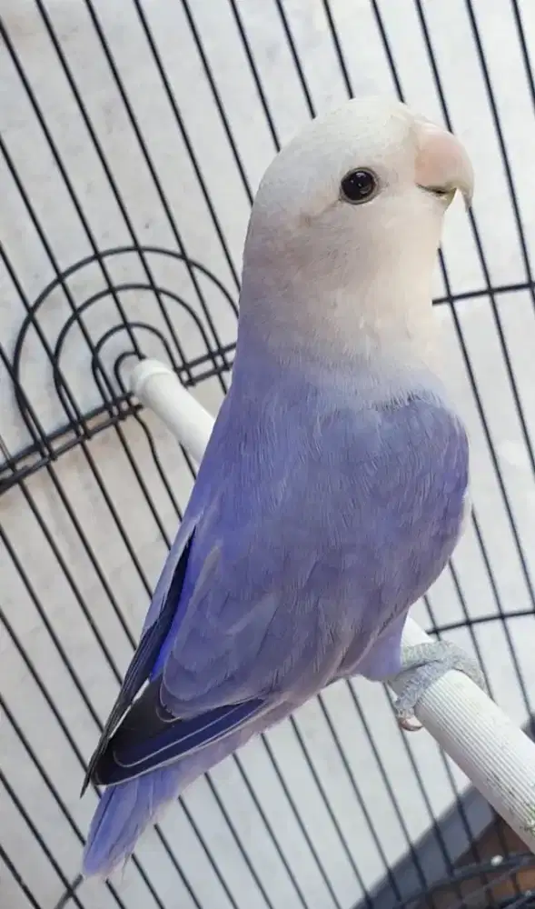 Lovebird nonklep violet jantan